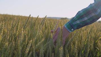 el mano de un joven hombre golpes el tapas de trigo orejas en un campo. el joven granjero es comprometido en agronegocios video