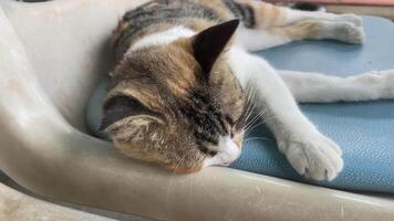 Portrait cat, Thai cat is a cute cat and a funny, good-humored .They look cute and are good pets, easy to raise as pets. It is a playful, affectionate pet ,cat it is a funny animal video