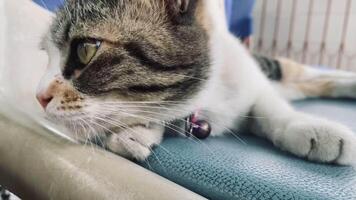 ritratto gatto, tailandese gatto è un' carino gatto e un' divertente, di buon umore .Essi Guarda carino e siamo bene animali domestici, facile per aumentare come animali domestici. esso è un' giocoso, affettuoso animale domestico ,gatto esso è un' divertente animale video