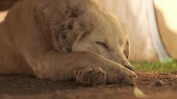 een groot hond met beige haar- en gevlekte oren rust Aan de grond onder een houten tafel video