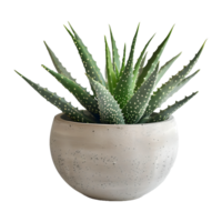 ai generiert Aloe vera im ein Topf png