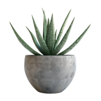 ai generato aloe Vera nel pentola ai generato png