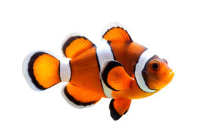 ai generiert Clown Fisch auf transparent Hintergrund png