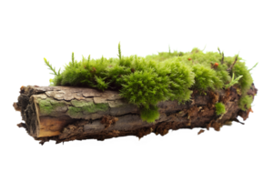 AI generated moss on the log isolated on transparent background png