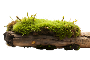 AI generated moss on the log isolated on transparent background png