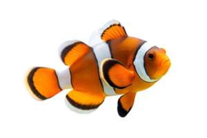 ai generiert Clown Fisch auf transparent Hintergrund png