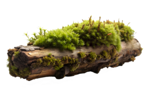 AI generated moss on the log isolated on transparent background png