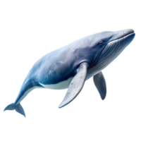 AI generated whale on transparent background png