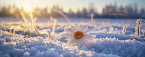 AI generated A beautiful snow-covered field, with a blooming daisy in the centre of it. The sun shines on that flower and illuminates everything around it. photo