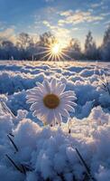 AI generated A beautiful snow-covered field, with a blooming daisy in the centre of it. The sun shines on that flower and illuminates everything around it. photo