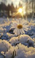 AI generated A beautiful snow-covered field, with a blooming daisy in the centre of it. The sun shines on that flower and illuminates everything around it. photo