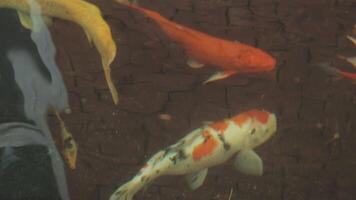 ipnotizzante speciale bellissimo colori koi pesce nel chiaro fresco acqua video