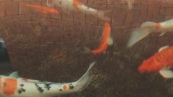 fascinant spécial magnifique couleurs koi poisson dans clair Frais l'eau video