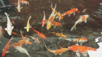 ipnotizzante speciale bellissimo colori koi pesce nel chiaro fresco acqua video