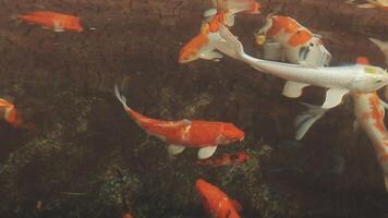 ipnotizzante speciale bellissimo colori koi pesce nel chiaro fresco acqua video