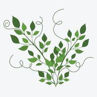 Green Leaf with Background Vector