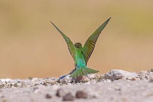 Blue-cheeked Bee-eater, Merops persicus wings open dorsal view. photo