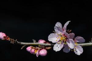 el flor de el almendra árbol ese floraciones en primavera. de cerca disparo. foto