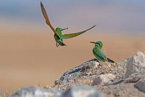 Blue-cheeked Bee-eater, Merops persicus brings food to the nest. photo