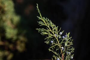 un manojo de enebro bayas en primavera. foto