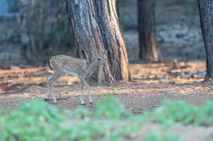 Baby Fallow Deer in the woods. Fallow Deer, Dama dama photo