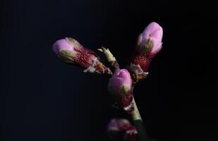 Almond tree flowers in bud in spring, close-up. photo