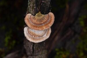 Mushrooms Growing on Trees. Trametes versicolor, also known as coriolus versicolor and polyporus versicolor mushrooms. photo