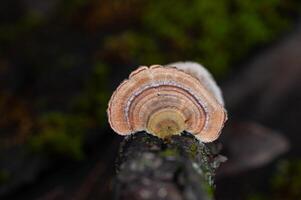 Mushrooms Growing on Trees. Trametes versicolor, also known as coriolus versicolor and polyporus versicolor mushrooms. photo