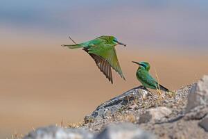 Blue-cheeked Bee-eater, Merops persicus brings food to the nest. photo