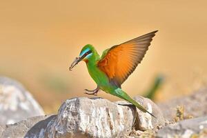 Blue-cheeked Bee-eater with a grasshopper in its mouth photo