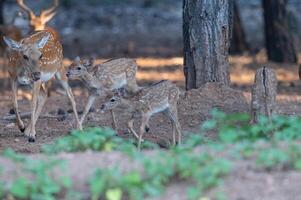 Fallow Deer in the woods. Fallow Deer, Dama dama photo