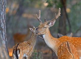 Baby fallow deer and its family photo