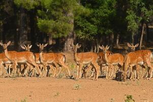 Female fallow deer in a group. photo