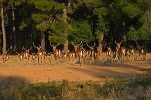 As the fallow deer fled into the forest. photo