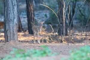 Baby Fallow Deer in the woods. Fallow Deer, Dama dama photo