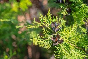 abrió conos de el thuja árbol. foto