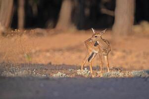 Baby Fallow Deer in the woods. Fallow Deer, Dama dama photo