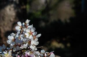 The flower of the almond tree that blooms in spring. Close-up shot. photo