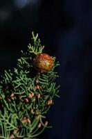 The cones of the cypress tree. photo