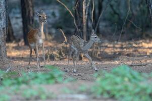 Female fallow deer with her fawn in the forest. Fallow Deer, Dama dama photo