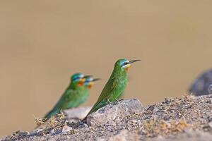 Blue-cheeked Bee-eater, Merops persicus, on a rock. photo