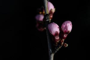 Almond tree flowers in bud in spring, close-up. photo