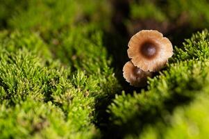 Top view of small fungi growing among the moss. photo