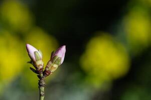 almendra árbol flores en brote en primavera, de cerca. foto