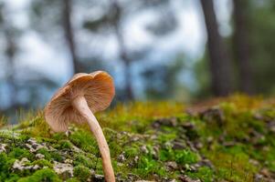 Mushroom stands out in a beautiful green lawn. photo