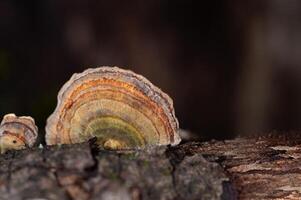 hongos creciente en arboles trametes versicolor, además conocido como coriolo versicolor y poliporo versicolor hongos. foto