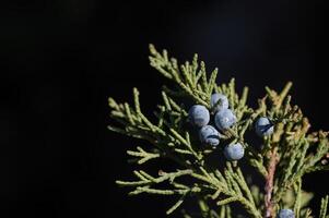 un manojo de enebro bayas en primavera. foto