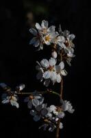 el flor de el almendra árbol ese floraciones en primavera. de cerca disparo. foto