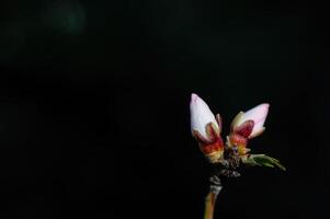 Almond tree flowers in bud in spring, close-up. photo