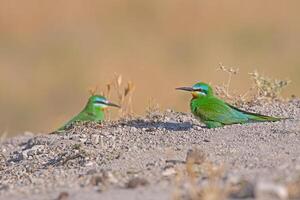 Blue-cheeked Bee-eater, Merops persicus on the ground. photo